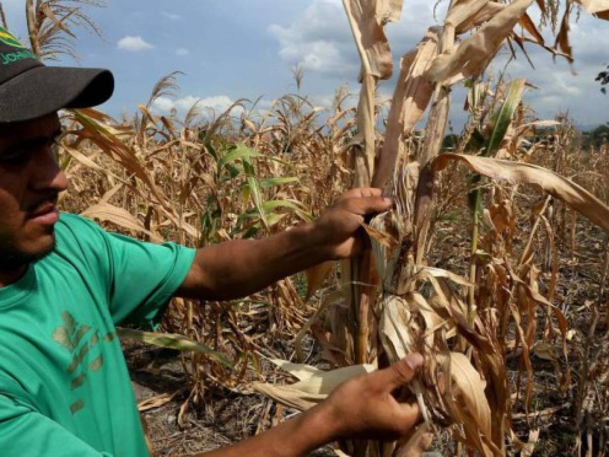 Centroamérica instala sistema de alerta contra la sequía con apoyo de la FAO