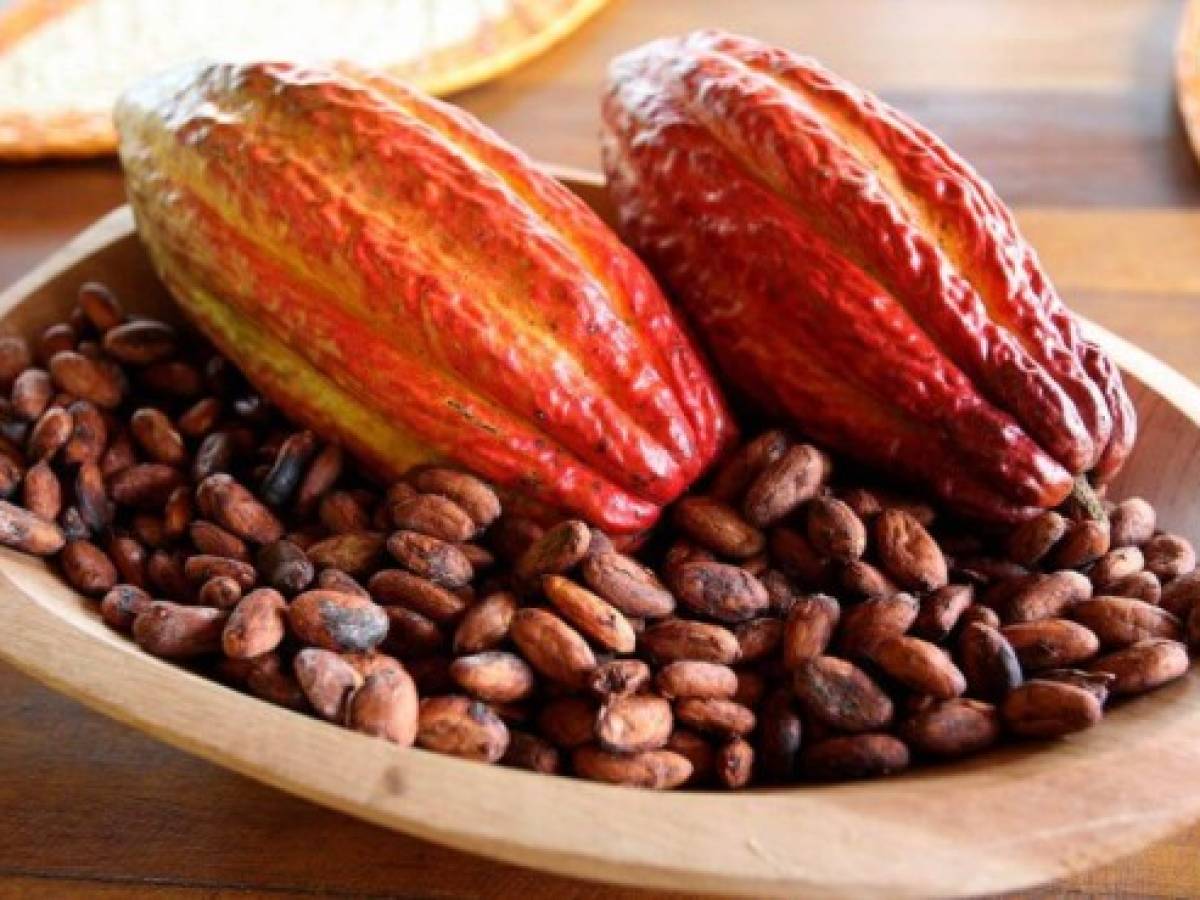 Brasil busca convertirse en referencia del mercado del cacao fino