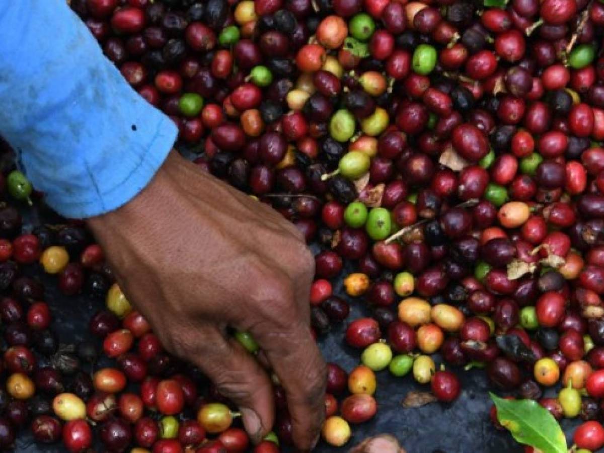 Crisis del café amenaza a 60.000 empleos en Nicaragua
