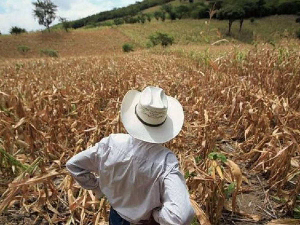 La sequía amenaza los suelos salvadoreños
