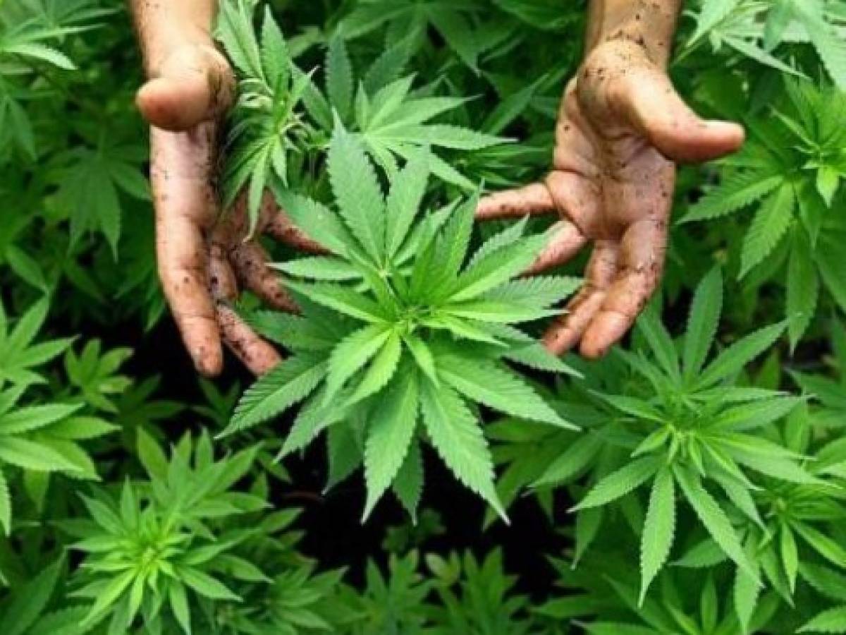 Perú aprueba uso medicinal de la marihuana