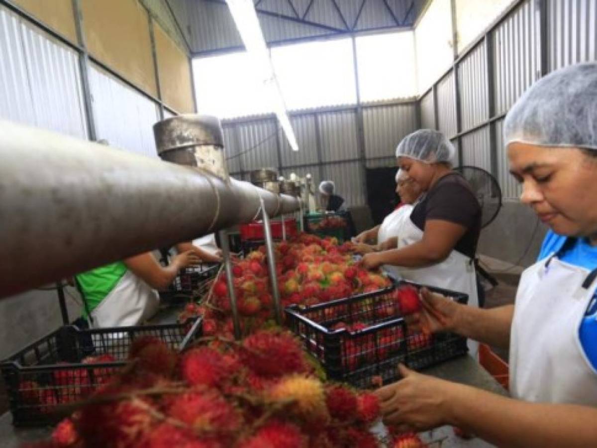 Honduras: Agricultura inteligente impulsa a productores
