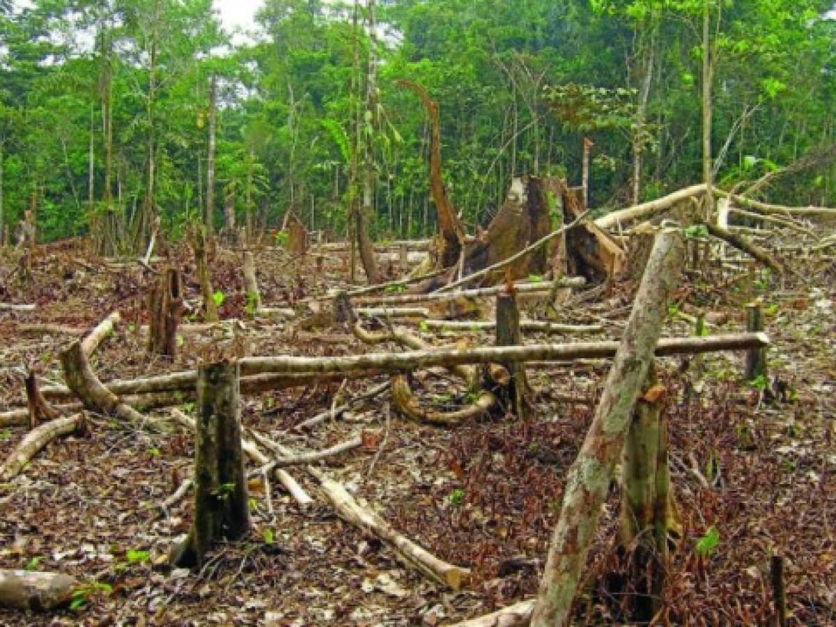 Los narcos blanquean su dinero deforestando los bosques de Centroamérica