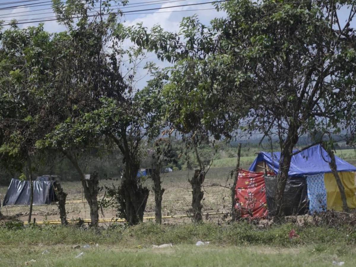 Invasiones causan más de US$180 millones en pérdidas a industria azucarera de Honduras