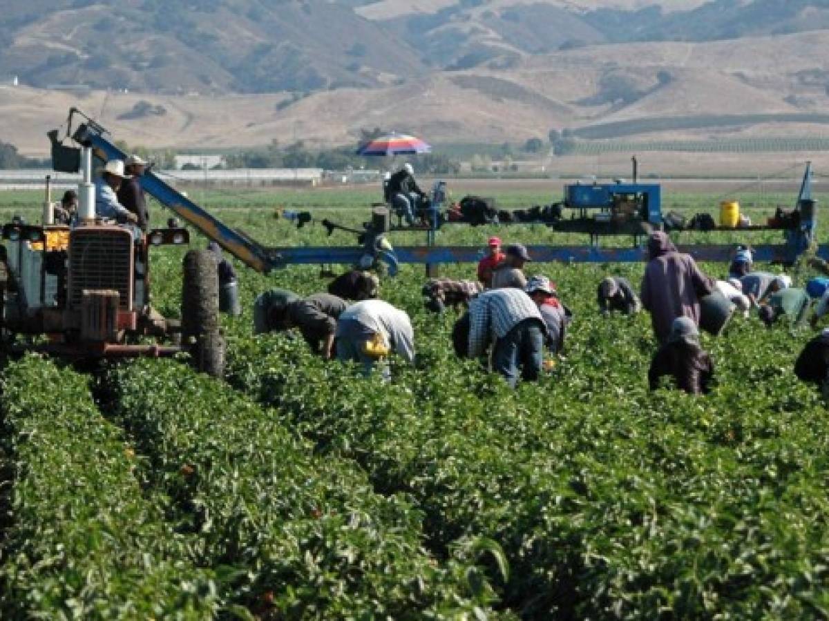EEUU extenderá visas temporales de trabajo agrícola para guatemaltecos