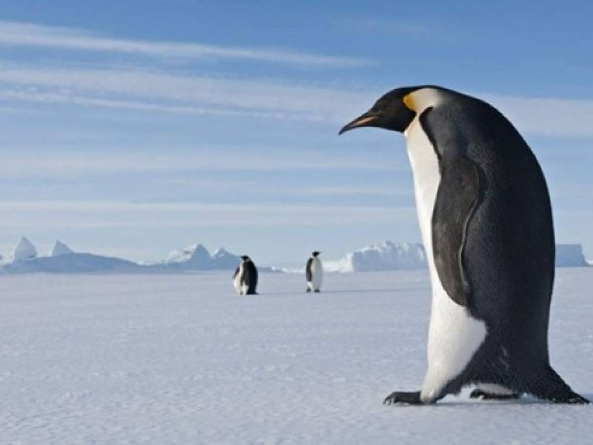 Científicos hallan en Antártida fósiles de un pingüino gigante