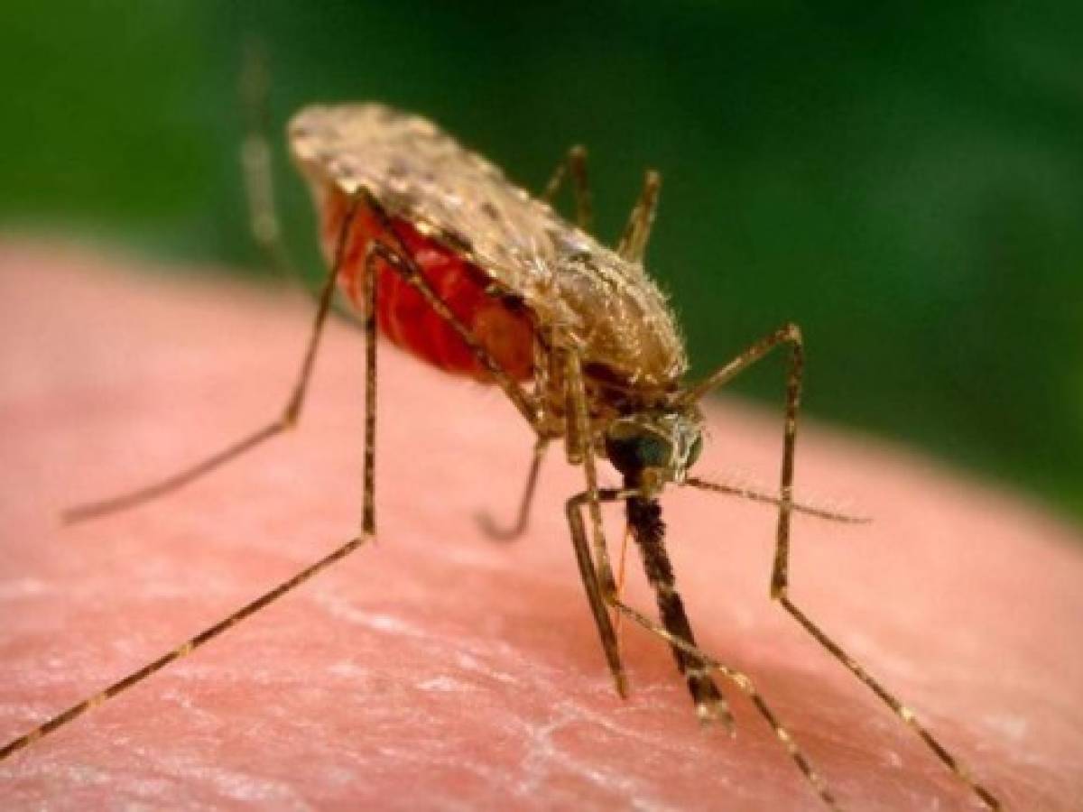 OPS incluye a Nicaragua en alerta de aumento de la malaria
