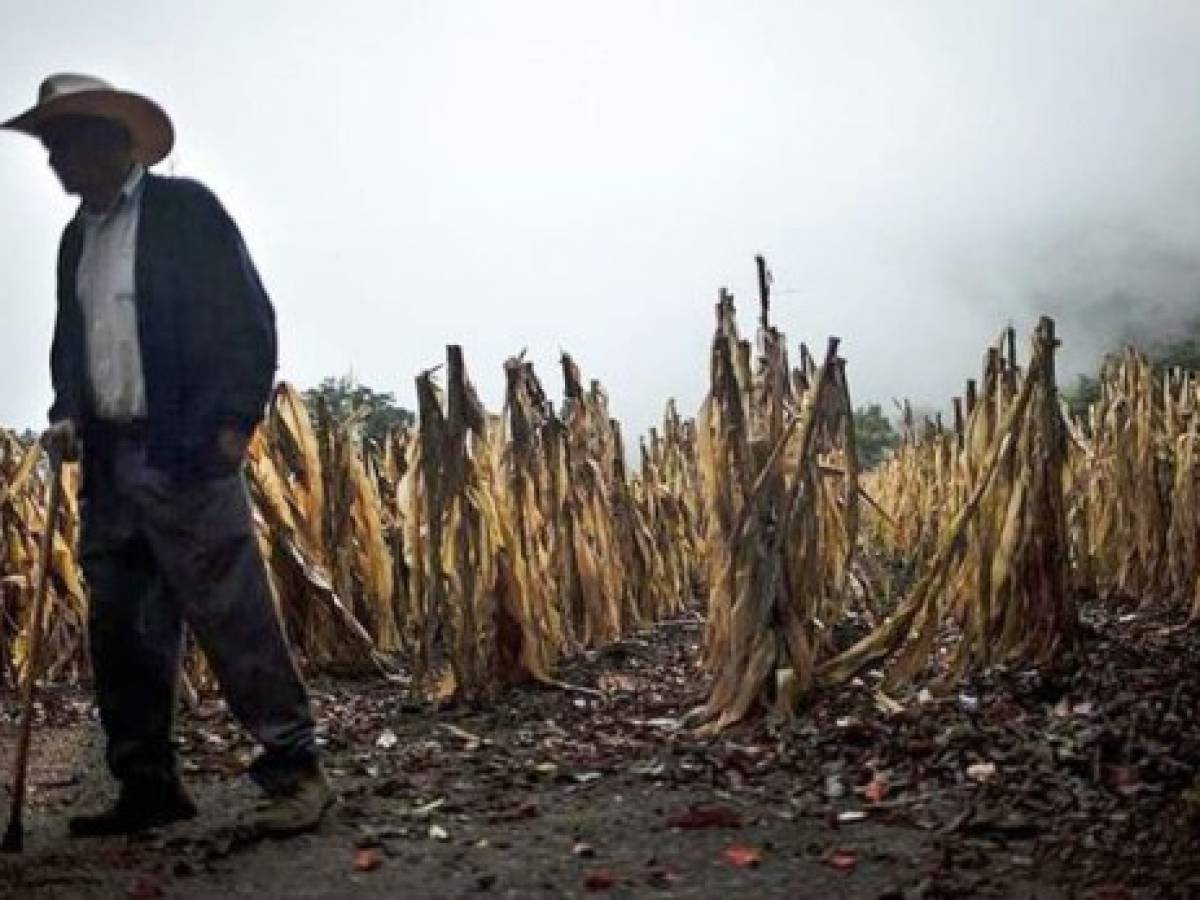 FAO acuerda hoja de ruta para erradicar hambre y pobreza en Centroamérica