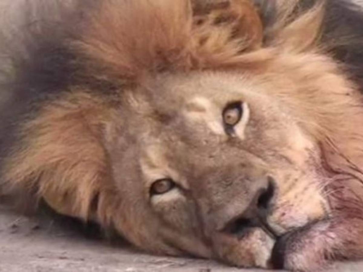 Investigarán muerte de león Cecil tras presión de redes sociales
