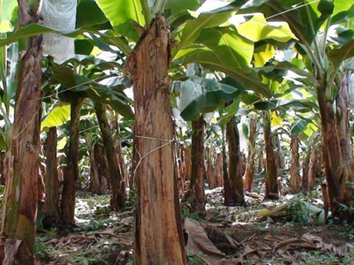 Costa Rica: mal clima afecta agroexportaciones