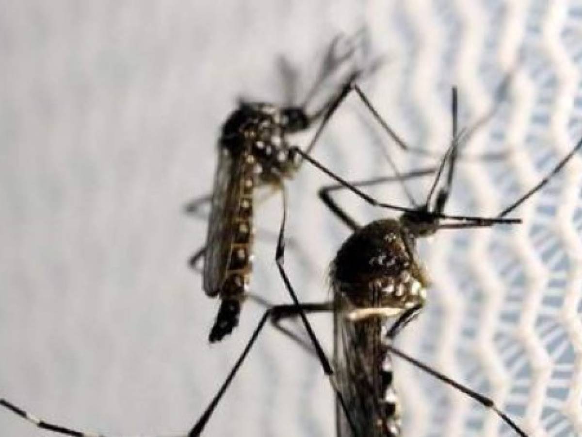 El zika afecta el cerebro de los adultos