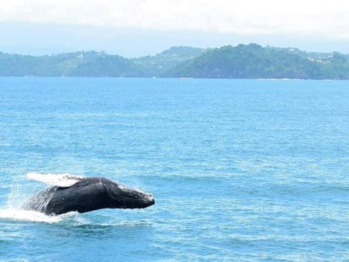 Costa Rica: Inicia temporada de avistamiento de ballenas en Quepos