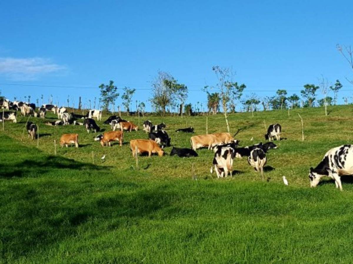 Sector lechero sube 5% su producción en Centroamérica