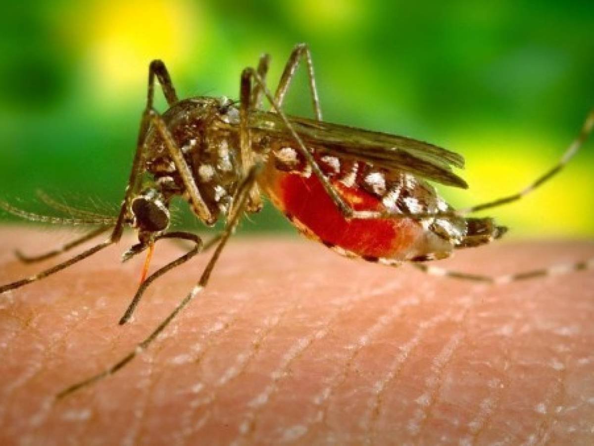 Virus del Zika puede replicarse en el tracto vaginal, dice estudio