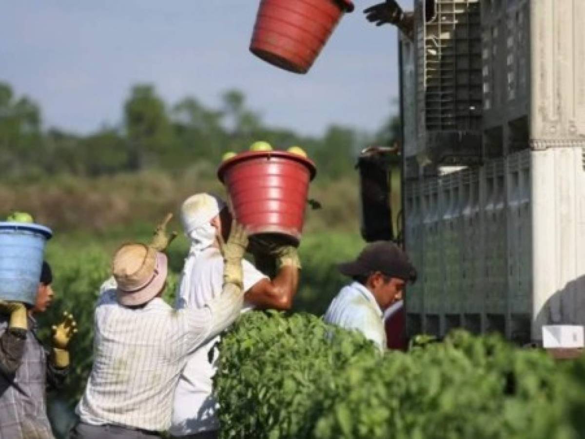 Empresarios guatemaltecos y EEUU crean proyecto agrícola para combatir migración