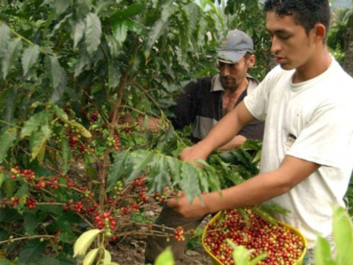 El Salvador: se pierden empleos temporales en caficultura