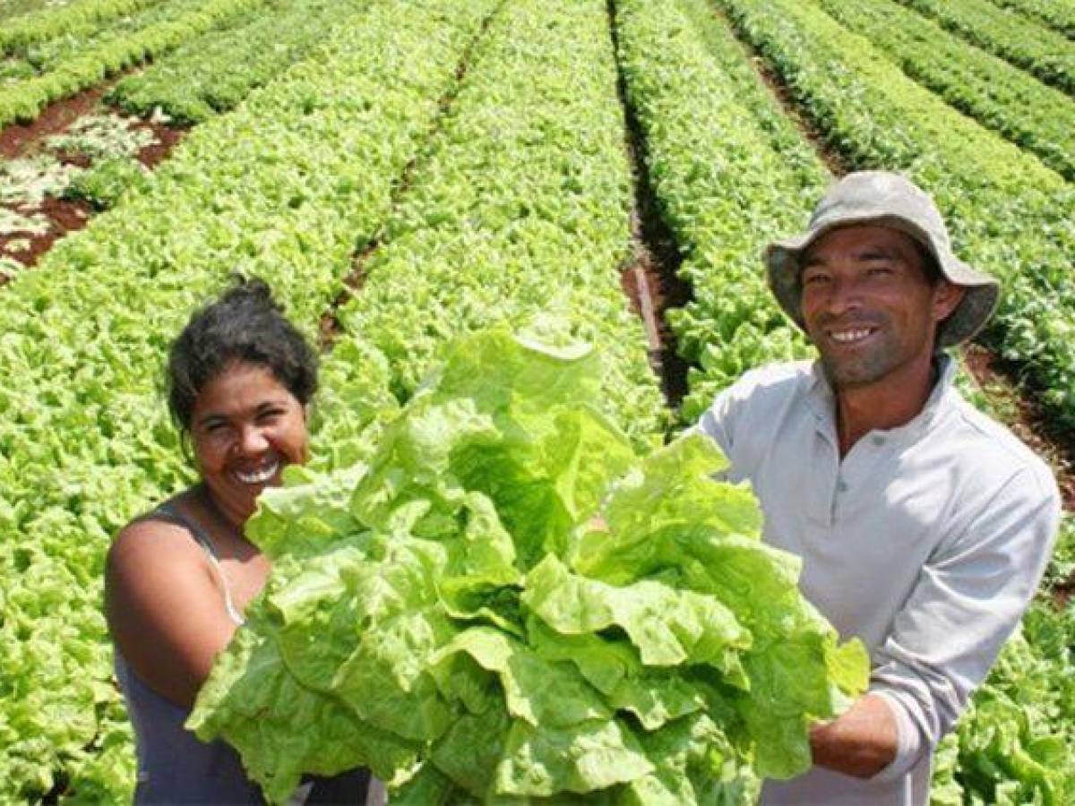 FAO propone vincular agricultura familiar ante alza mundial de precio de alimentos FAO propone vincular agricultura familiar ante alza mundial de precio de alimentos