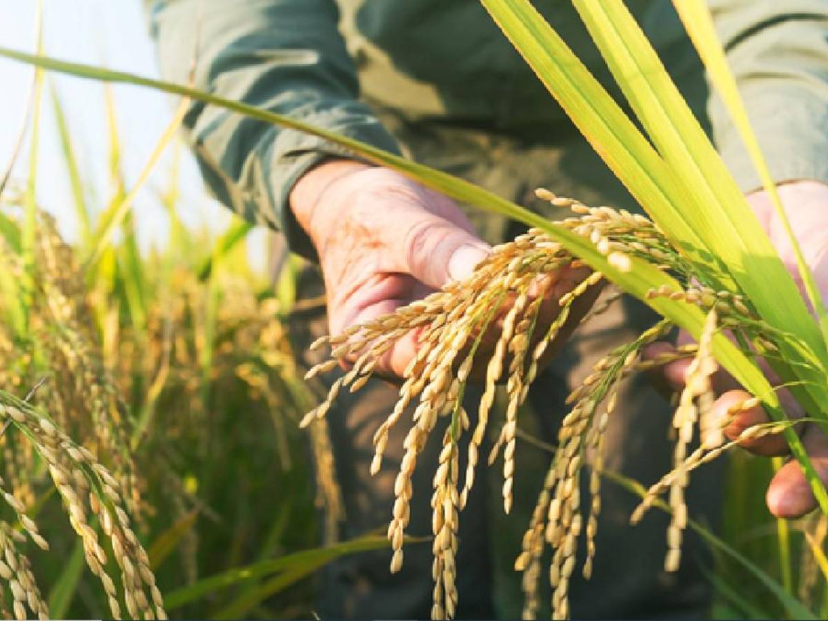 FAO: El arroz alcanza su precio mundial más alto en 15 años