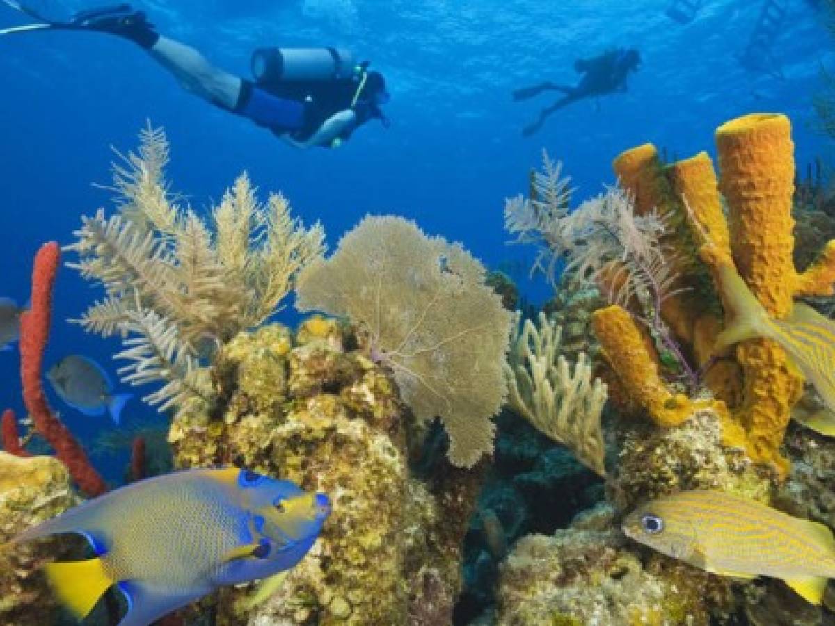 Belice declara moratoria petrolera para resguardar arrecife de coral
