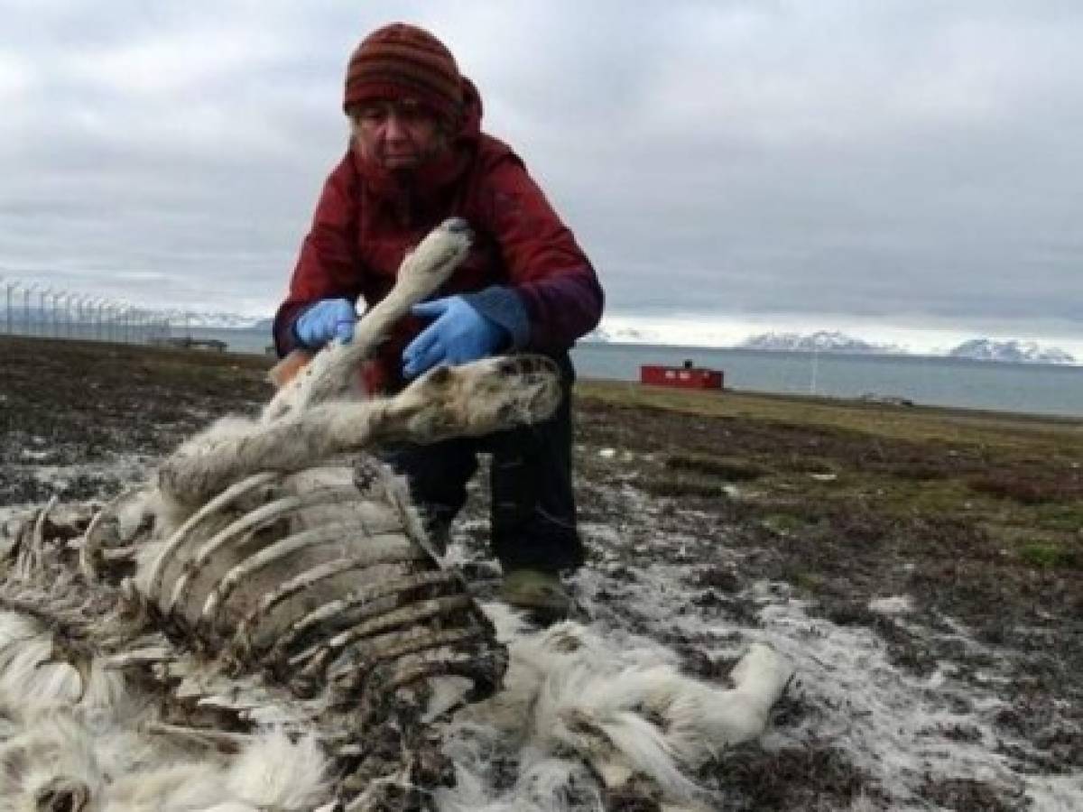 200 renos murieron de hambre en el Ártico por el cambio climático