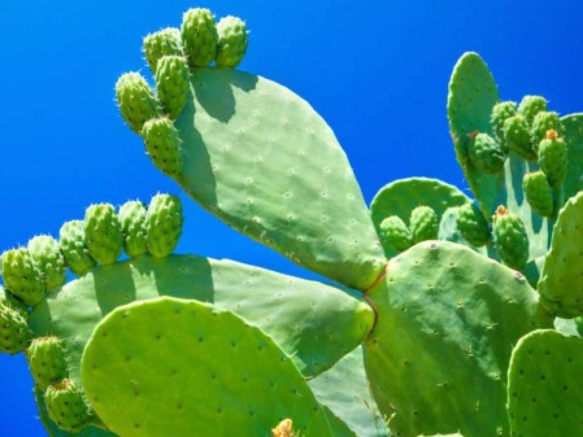 El cactus, el alimento del futuro, según la FAO