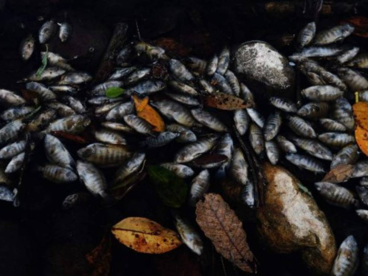 Mortandad de peces en río Lempa enciende alarmas en Centroamérica