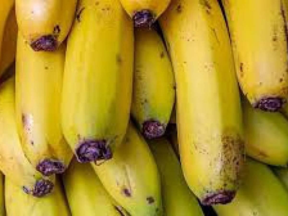 Panamá refuerza controles fronterizos para evitar el ingreso de plaga bananera