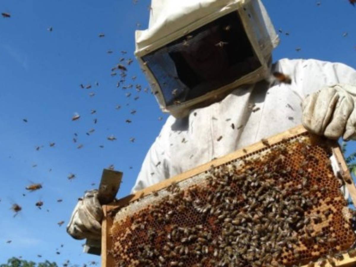 IICA y UE respaldan apicultura en las zonas cafetaleras de El Salvador