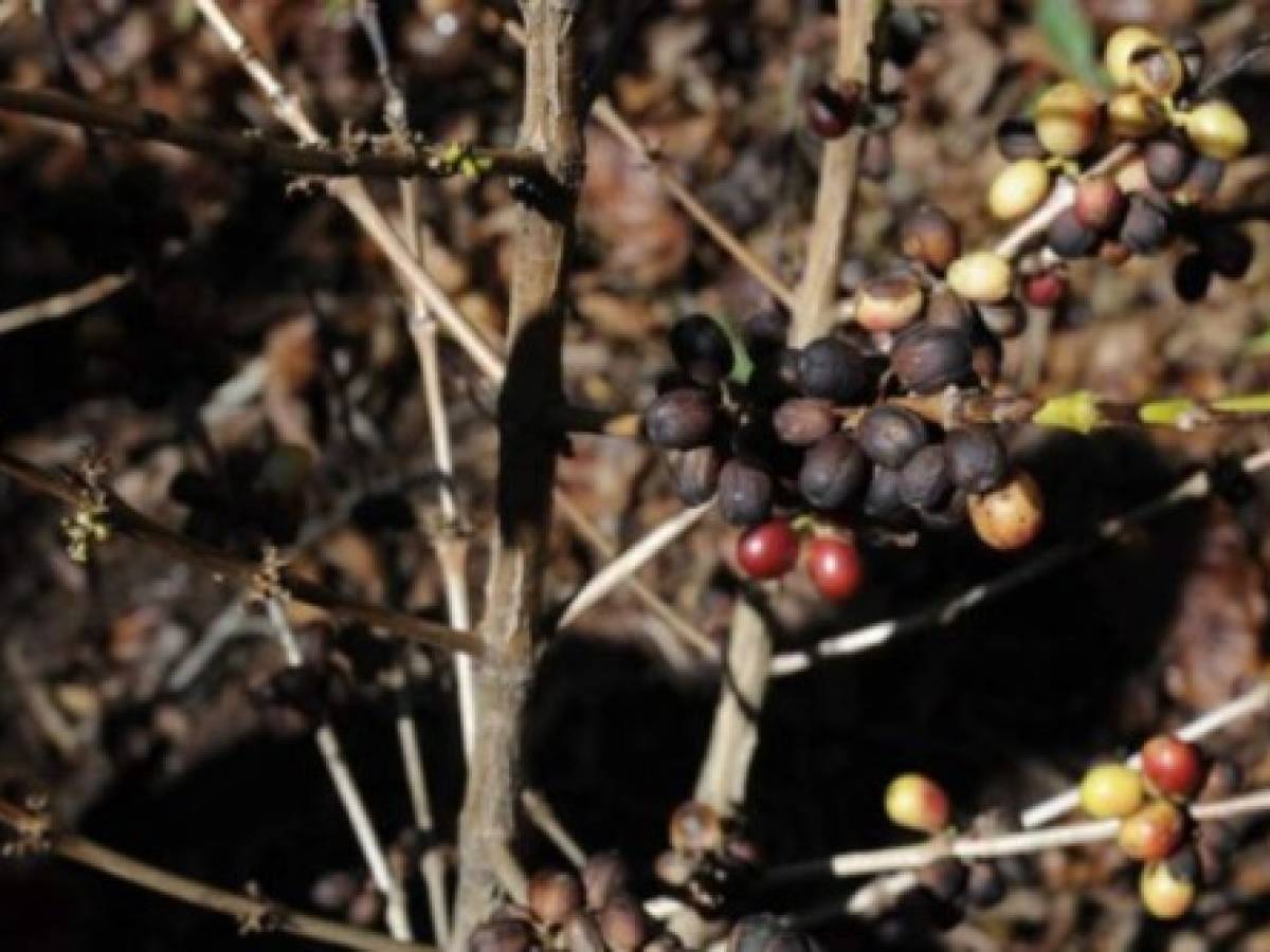 Guatemala: Sequía haría perder 100.000 quintales de café