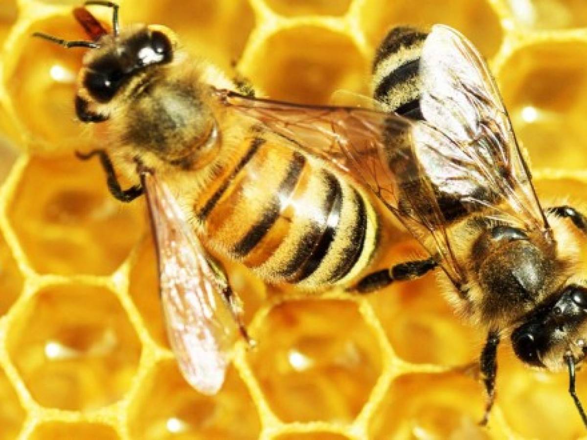 La UE prohíbe tres pesticidas peligrosos para las abejas