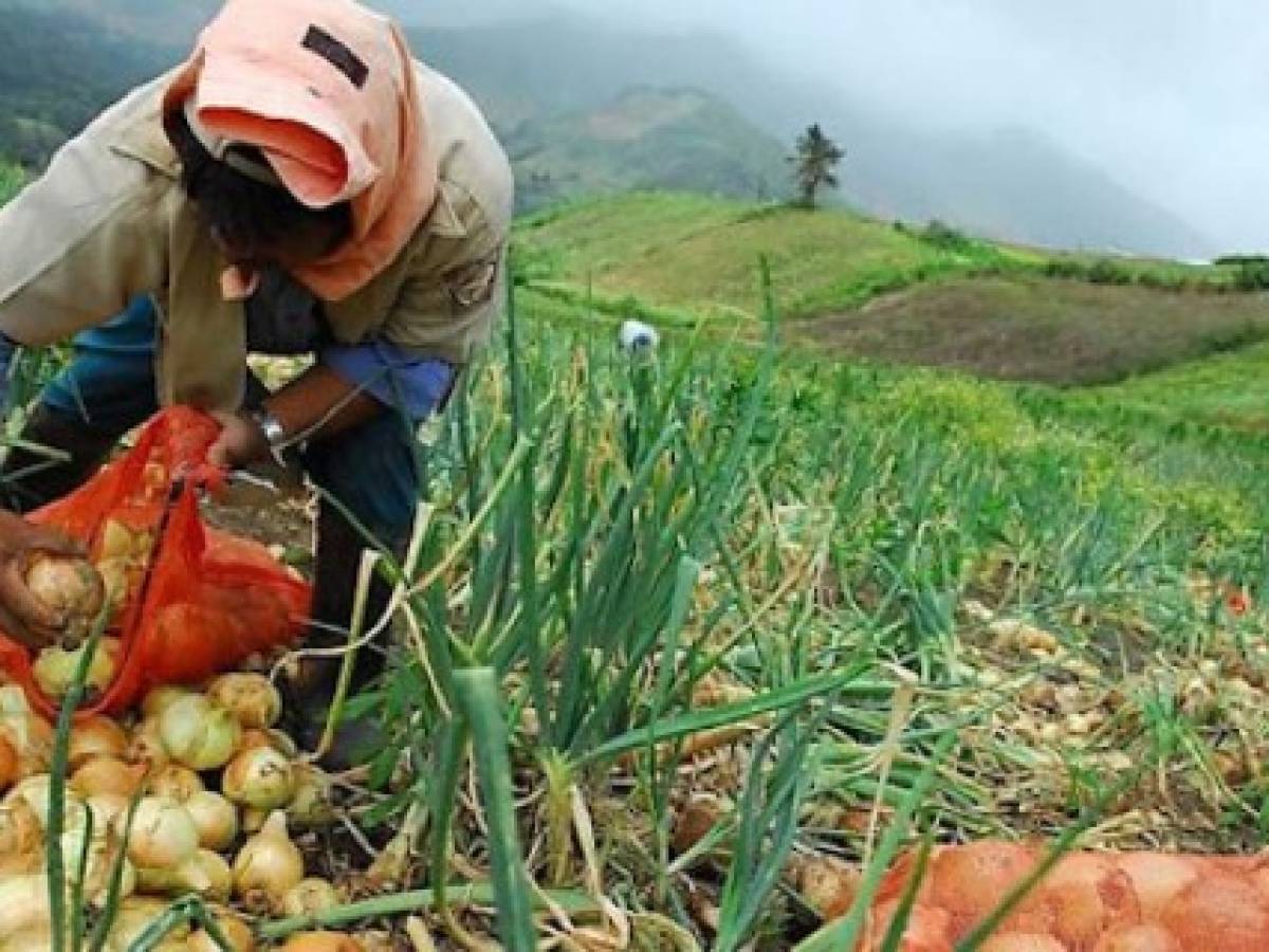 Crisis en el agro de Panamá: 'no más subsidios y encarecimiento de insumos y fertilizantes'
