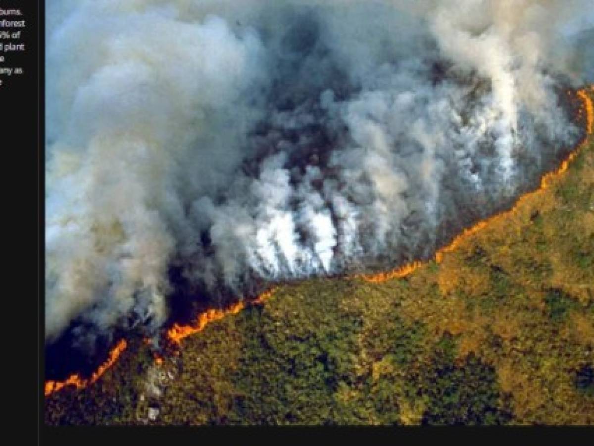 ¿Cuáles fotos son reales y cuáles no de los incendios en la selva amazónica?