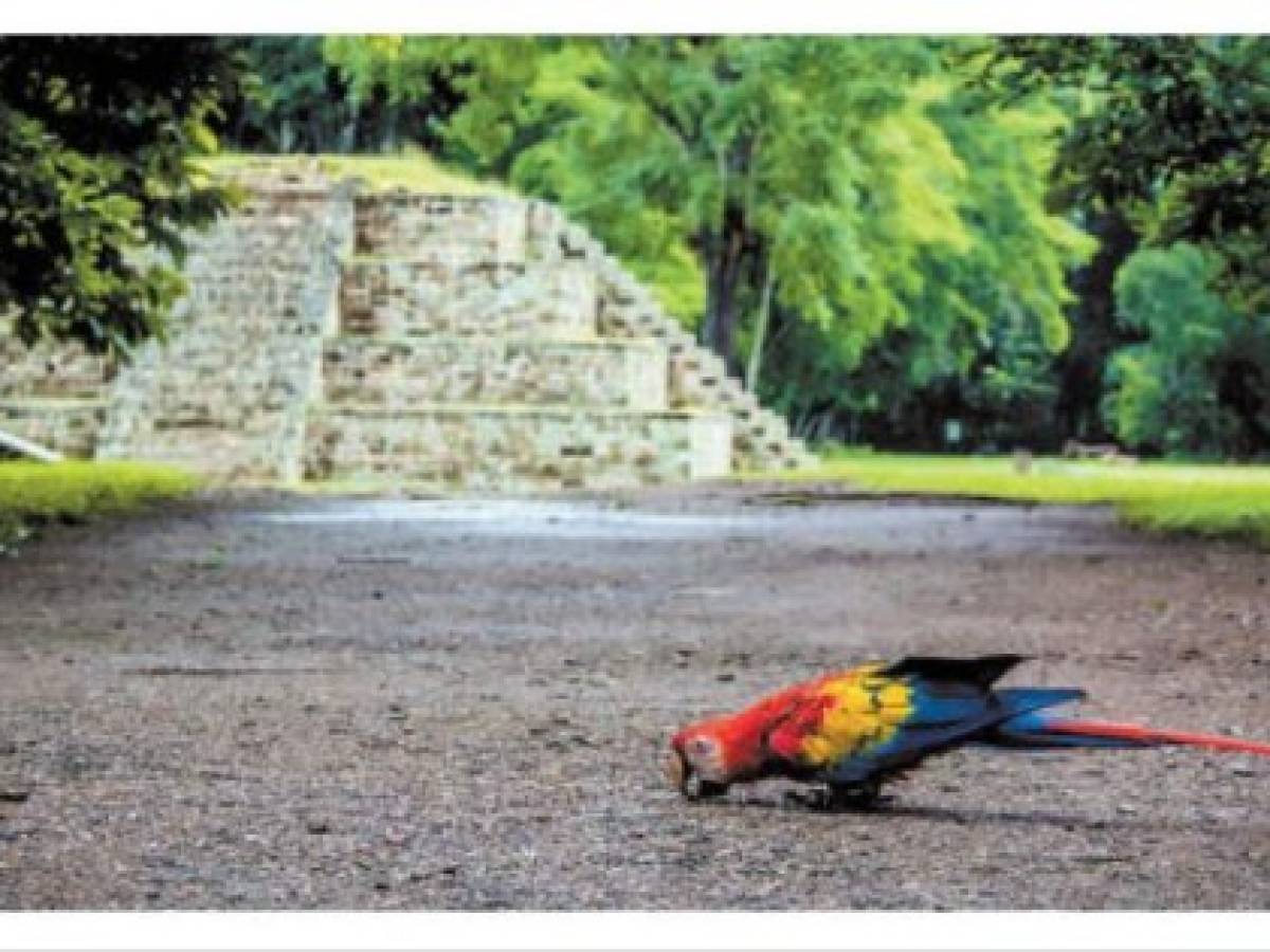 Copán: Copán, Honduras Copán: Copán, Honduras
