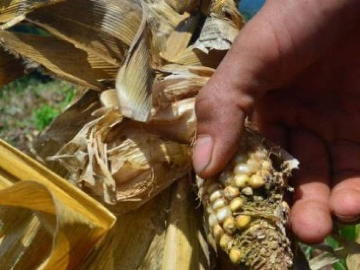 ONU: cambio climático dejó sin alimentos a 200.000 salvadoreños
