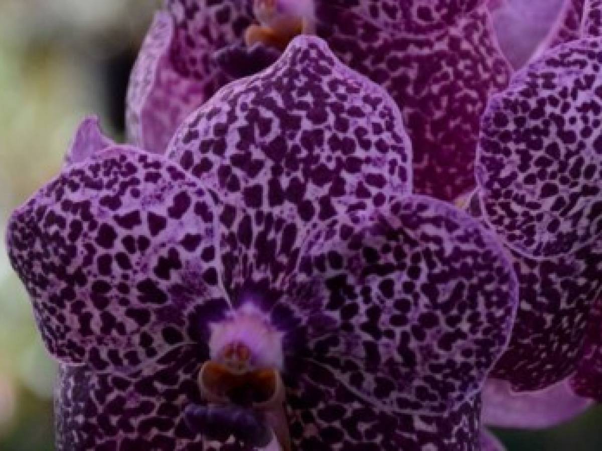 Costa Rica: Empresa crea orquídeas a través de un laboratorio de biotecnología