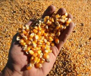 El Consejo Internacional de Cereales estima que los inventarios de soja, trigo, cebada y maíz están alcanzando su mayor volumen en 30 años. (Foto: Archivo)