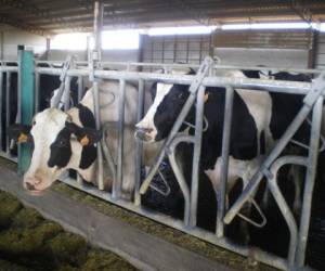 En 2013, el valor de las exportaciones de lácteos alcanzaron los US$168,5 millones y, en 2014, los US$185 millones. (Foto: Archivo).