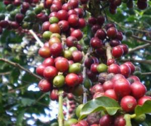 El mercado de Estados Unidos es uno de los principales compradores del café nicaragüense, igual que algunos países europeos. (Foto: Archivo).