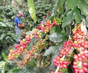 Del valor total de las exportaciones que realizó Honduras en 2014, que fue alrededor de US$4.000 millones, según datos del Banco Central de Honduras (BCH), el café logró US$838,5 millones en divisas.