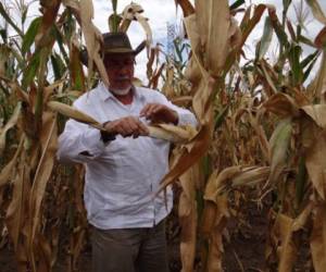 El Ministro de Agricultura de El Salvador, Orestes Ortez, verifica pérdidas en cultivos de maíz durante 2014. (Foto archivo Ministerio de Agricultura y Ganadería, MAG).
