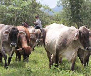 En seis años, Nicaragua ha dejado de vender entre 4.000 y 5.000 toneladas de carne anualmente a ese país, con un valor de aproximado de US$25 millones por año. (Foto: elnuevodiario.com.ni).