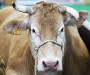 <i>Las autoridades agropecuarias de Texas dijeron que, de laboratorios veterinarios del Departamento de Agricultura de los Estados Unidos. FOTO AFP</i>