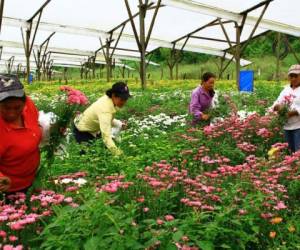 La floricultura genera en Honduras alrededor de 10.000 puestos de trabajo, la mayoría en Cortés, Comayagua, Yoro, Intibucá y Francisco Morazán. (Foto: laprensa.hn).
