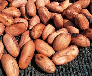 Productores de cacao piden mayor apoyo tecnológico