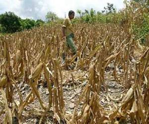 La sequía en el denominado 'corredor seco' salvadoreño, abarcó a 104 de los 262 municipios del país y afectó a 102.609 agricultores.