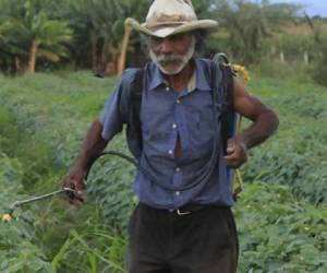 Las hortalizas y frutas serán los productos hondureños más beneficiados con la Unión Aduanera. (Foto: laprensa.hn).