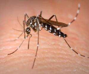 El dengue es una amenaza creciente de salud pública en los países tropicales y subtropicales de Asia y Latinoamérica. (Foto: Archivo)