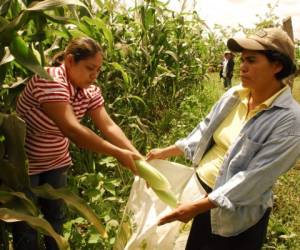 En Nicaragua existen 4.200 cooperativas con 250.000 familias asociadas en 11 federaciones y 90 organismos de segundo grado como centrales y uniones. Datos oficiales del gobierno indican que generan 750.000 empleos de carácter familiar permanente y producen el 70% de los alimentos del país. (Foto: oxfamblog.org).