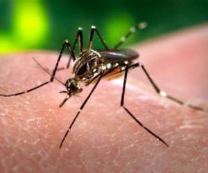Colombia reportó este jueves los primeros dos casos de microcefalia asociados al virus del Zika, un día después de que científicos estadounidenses concluyeran que esta enfermedad causa la dolencia y otros defectos cerebrales en fetos.