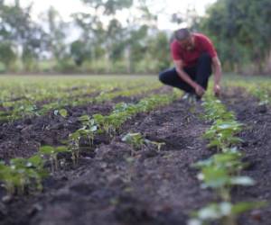 Marvin Pinell, pequeño productor de El Porvenir, siembra tabaco y frijoles en tierras antes minadas (Fotos: Matilde Córdoba).